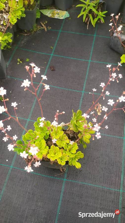 Byliny rojnik rozchodnik płomyk dzwonek żurawka łódzkie Jelitów sprzedam