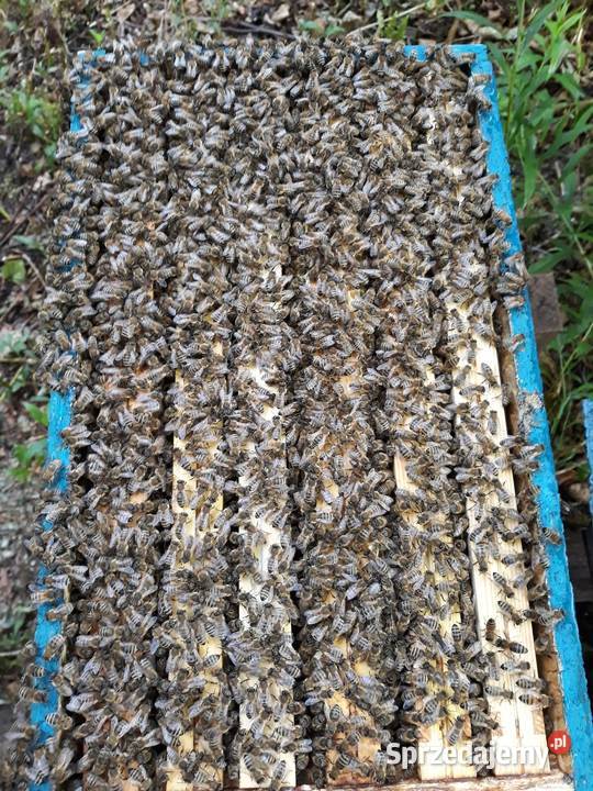 Matki pszczele Nieska Primorski VSH Elgon Rolnictwo Tarnów