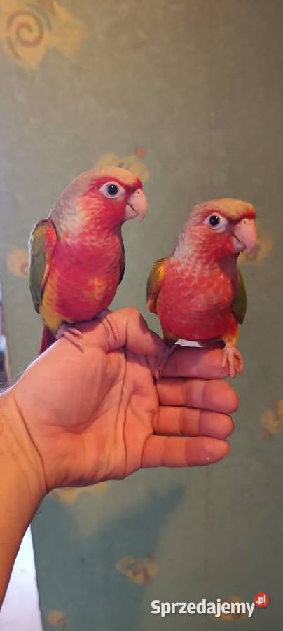 Papugi ręcznie karmione rudosterki Ptaki Tychy