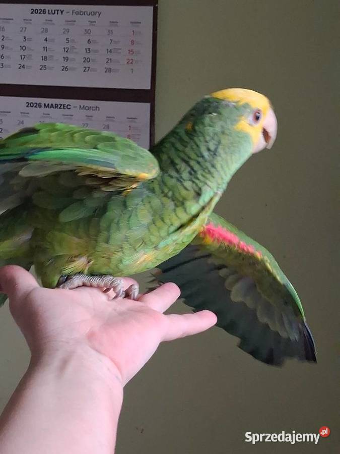 Amazonka żółtogardła