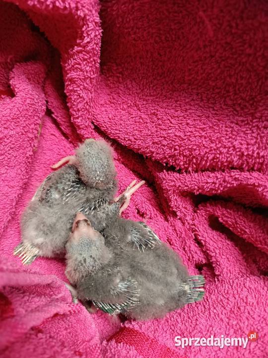 Papuga ręcznie karmiona oswojona Warszawa