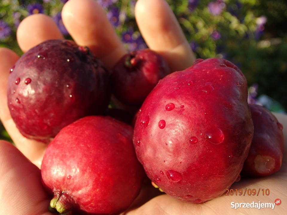 Gujawa truskawkowa Psidium cattleianum 30 Łódź