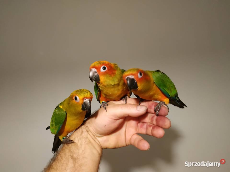 Konura słoneczna ręcznie karmiona oswojona 2020 Budzów