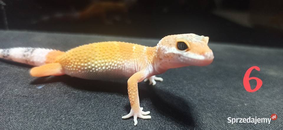 eublefary lamparcie młode