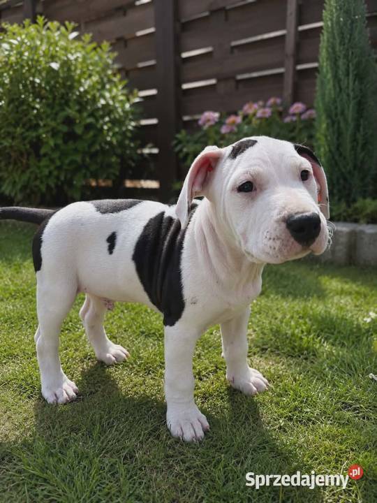 SZCZENIAKI Amstaff