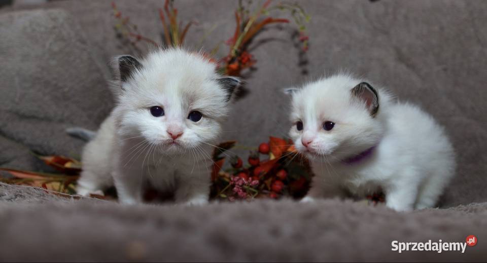 Ragdoll dwa kocurki bicolor Ragdoll Piorunówek