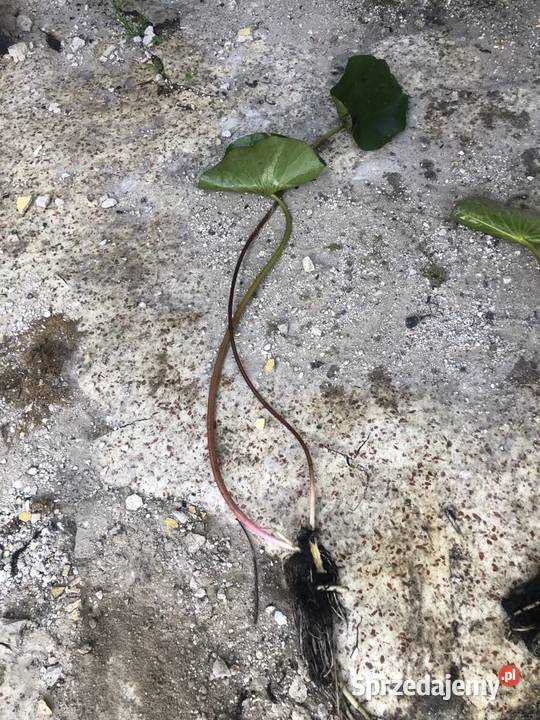 Lilie wodne do stawów i oczek wodnych Częstochowa