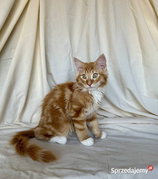 Norweskie kocięta Leśne Ostrołęka