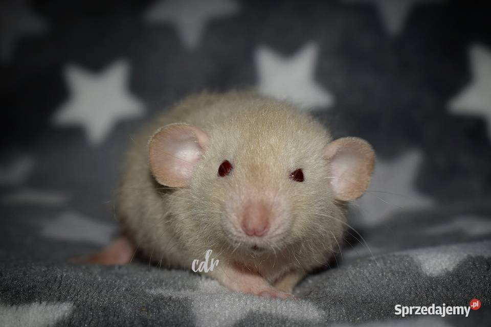 Szczurki szczury szczur dumbo dolnośląskie Wrocław