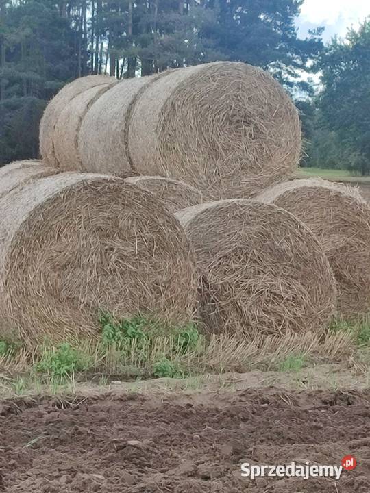Słoma jęczmienna Ojrzeń