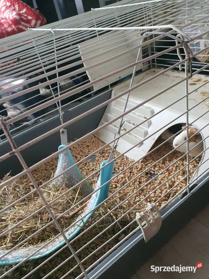 Świnka morska małopolskie Kraków