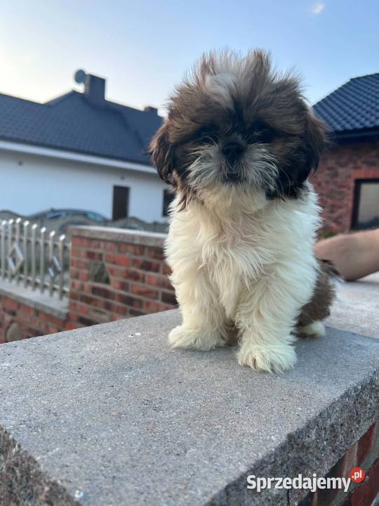 SHIH TZU szczeniaczki Shih Tzu Leszno