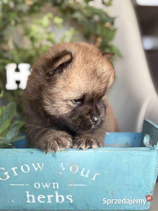 Chow chow FCI zkwp Gubin sprzedam