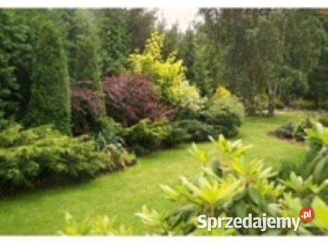 Pielęgnacja drzew terenów zieleni wycinka Tomaszów Mazowiecki