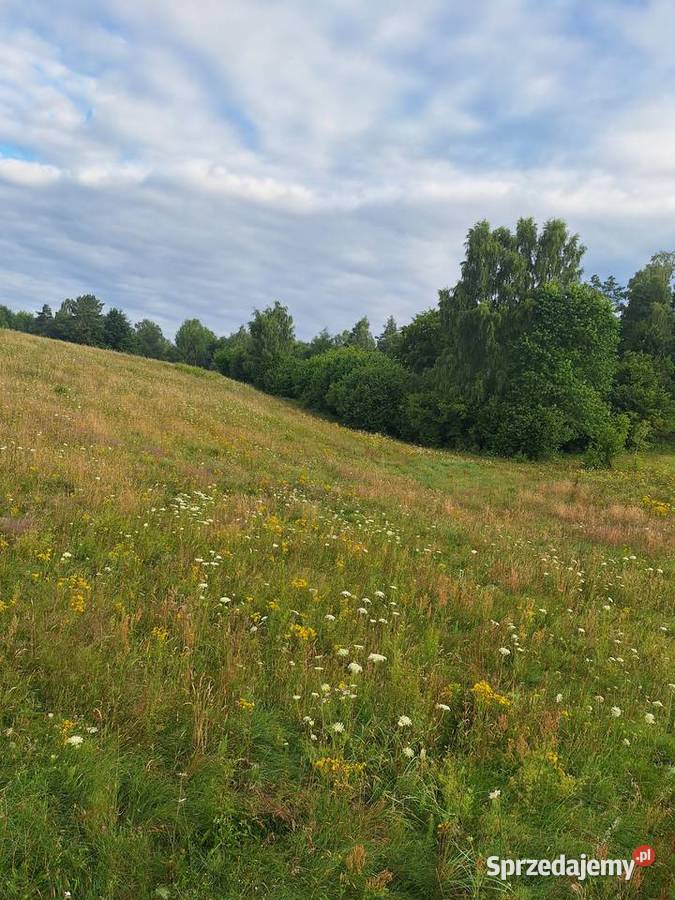 Koszenie łąk pól nieuzytków mulczerem Polanów