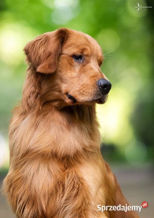 Golden Retriever ZKwP FCI ciemnozłoty linia pomorskie