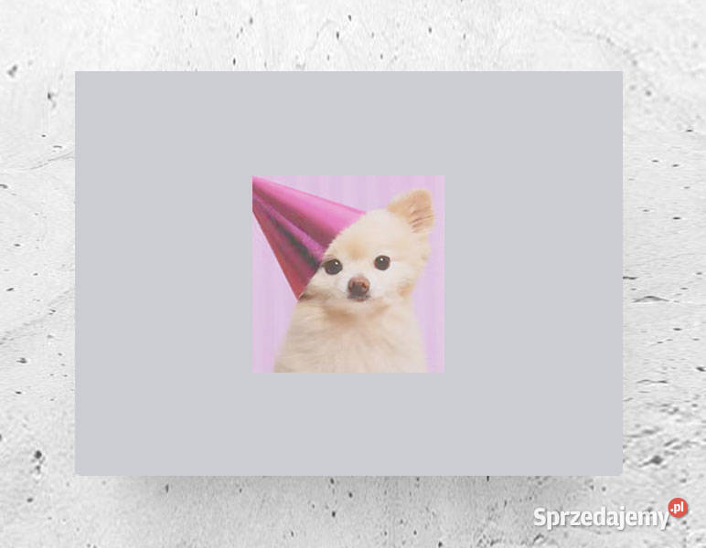 plakat z psem śmieszny plakat A4 mały plakat