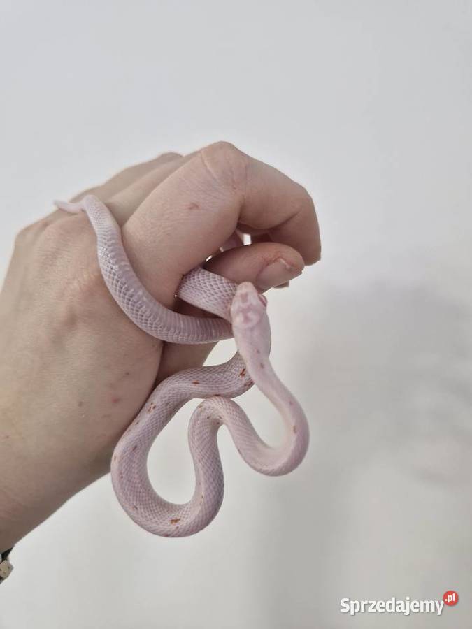 Węże zbożowe Palmetto I Scaleless Oława sprzedam