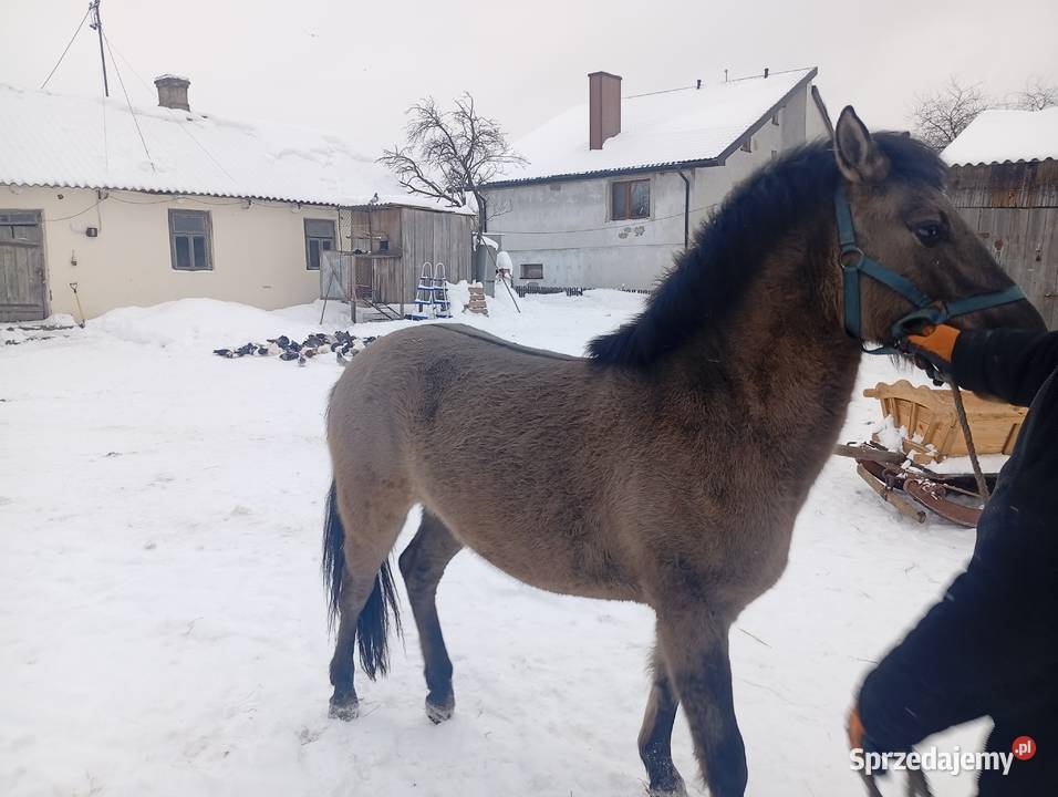 Sprzedam klacze konika polskiego zamienię Dorohusk