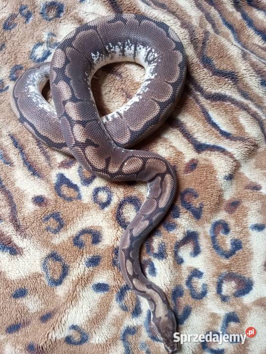 Dorosła samica spider Krzyżewo