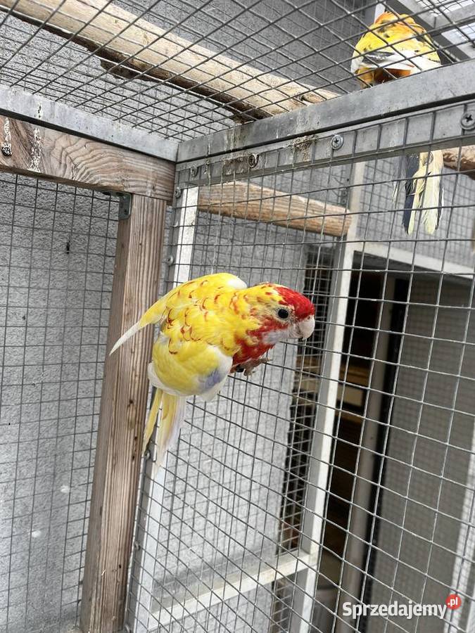 Rozelle królewskie para złotych pasteli Ptaki