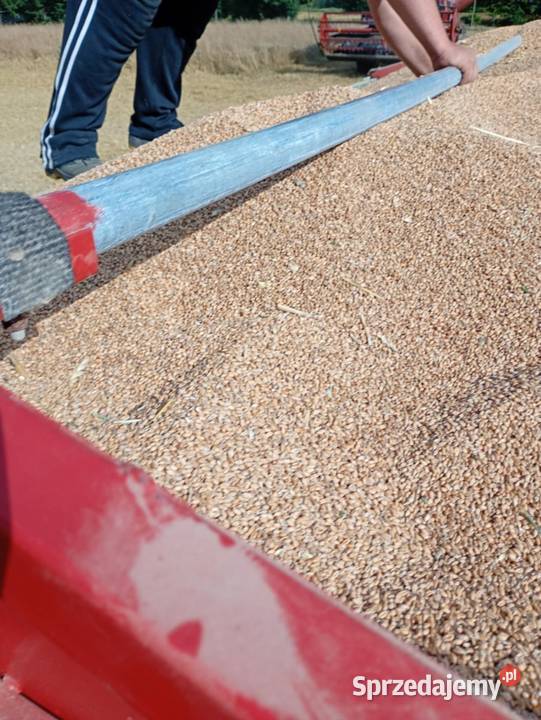 Pszenica wąsatka Fox podkarpackie Husów