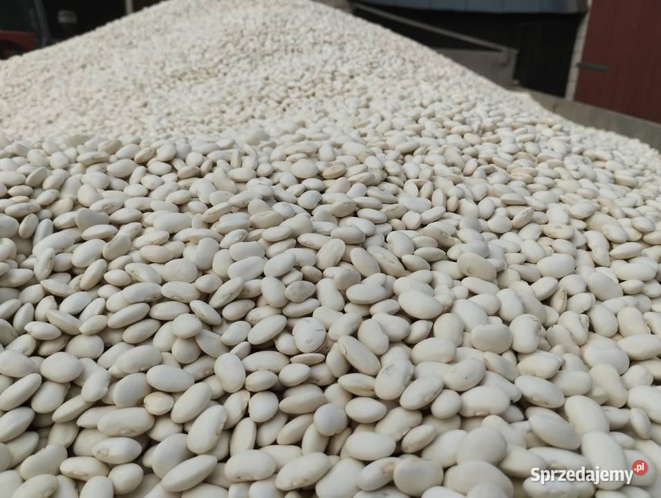 Fasola jaś karlowy Tworyczów