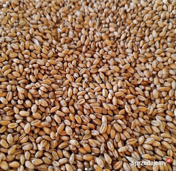Pszenica Lubcza