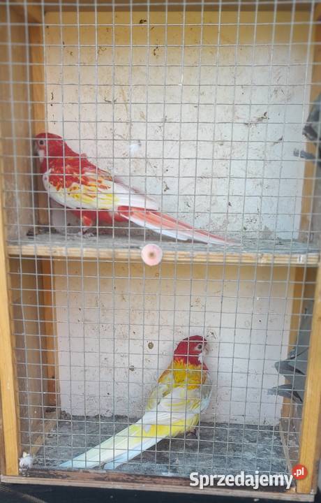 Rozelle białolice para Wadowice