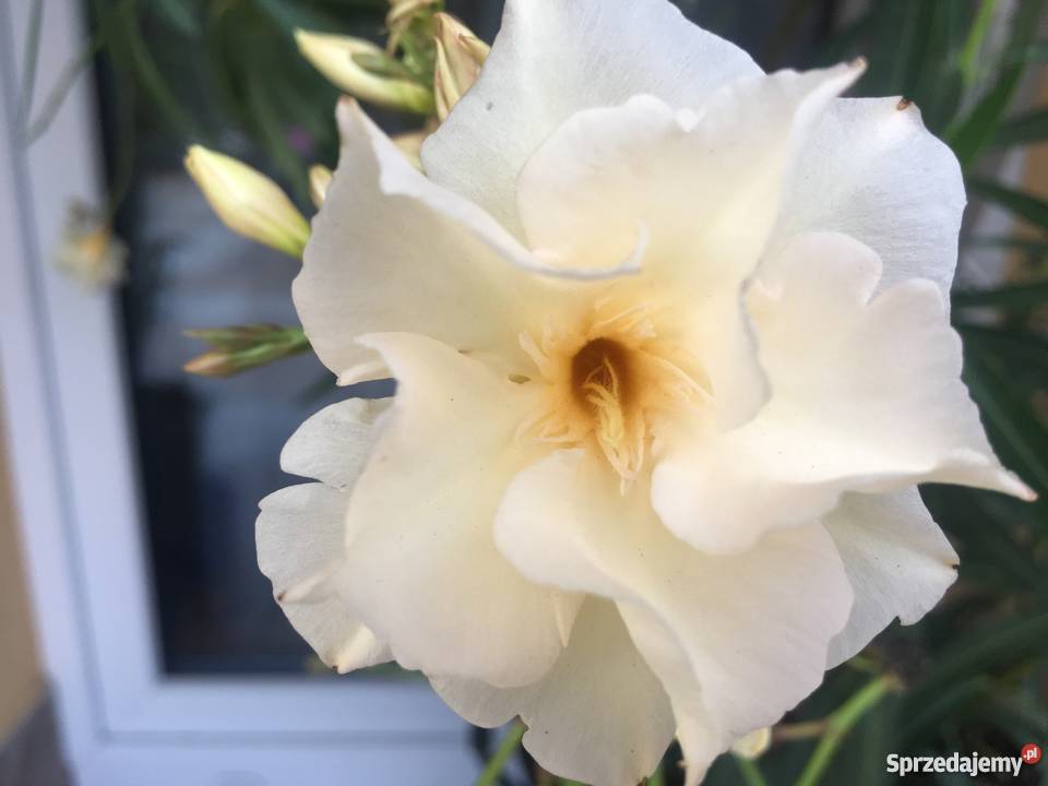 Szczepki oleander Brzeźnica