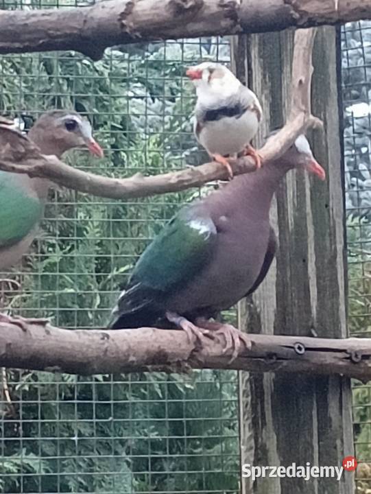 Falista pupil domowy Ptaki Złotów