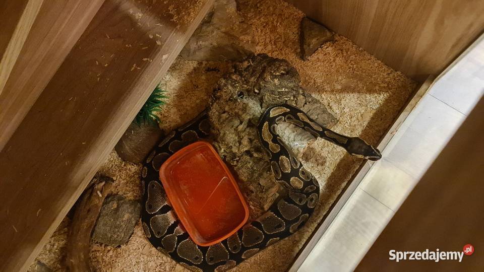Pyton królewski terrarium Żernica