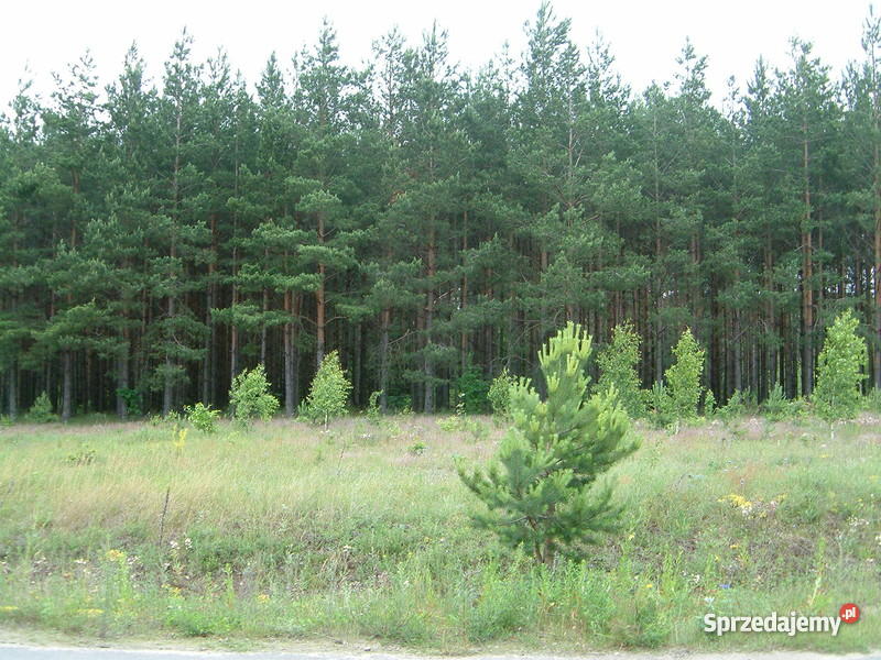 PodmacharceGorczyca jeziorem 1499m2 Gorczyca
