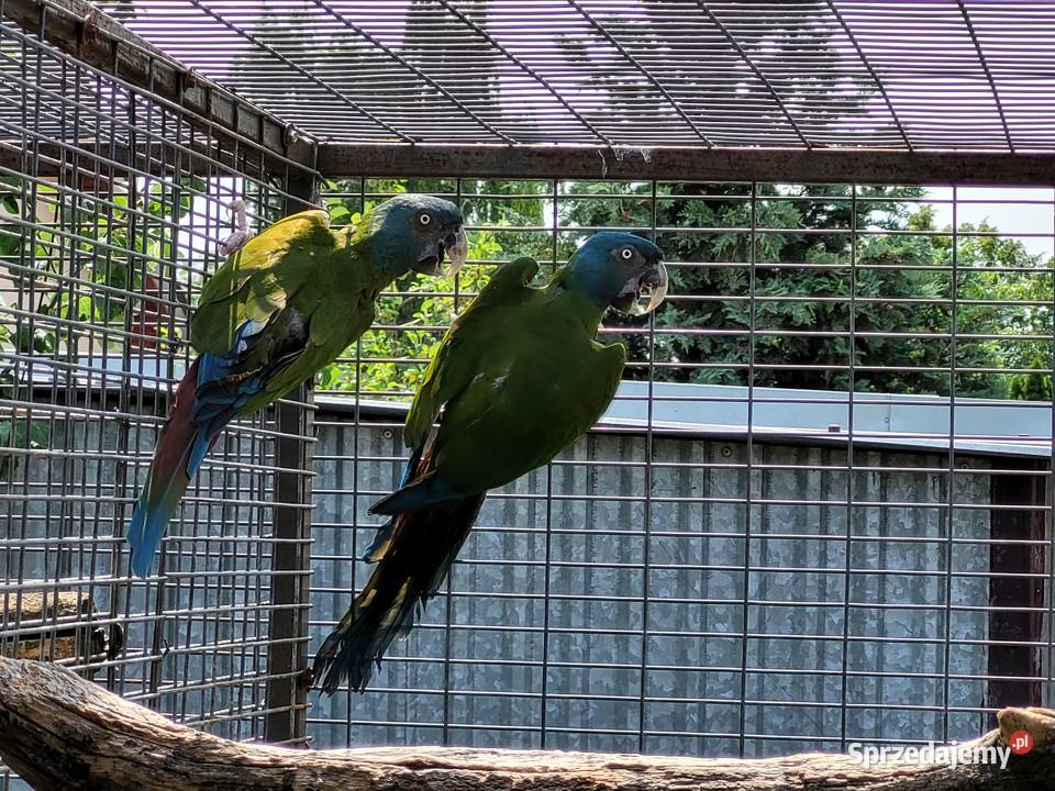 Ara Ary koloni Coloni Para 2014r Niepruszewo sprzedam