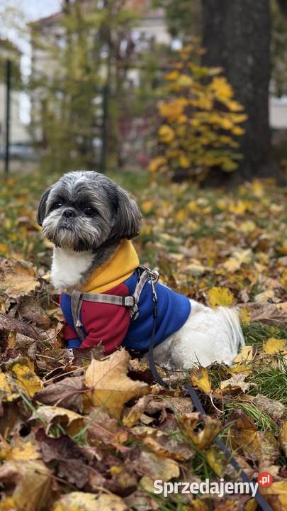 Reproduktor wielkopolskie Poznań