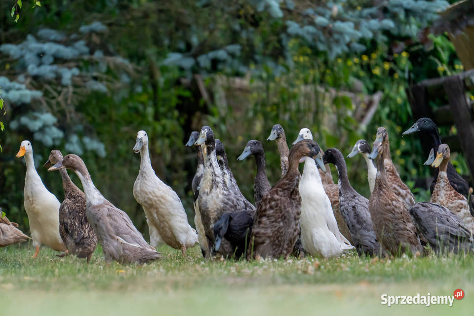 Jaja lęgowe kaczek biegusów z czubem Lisewiec