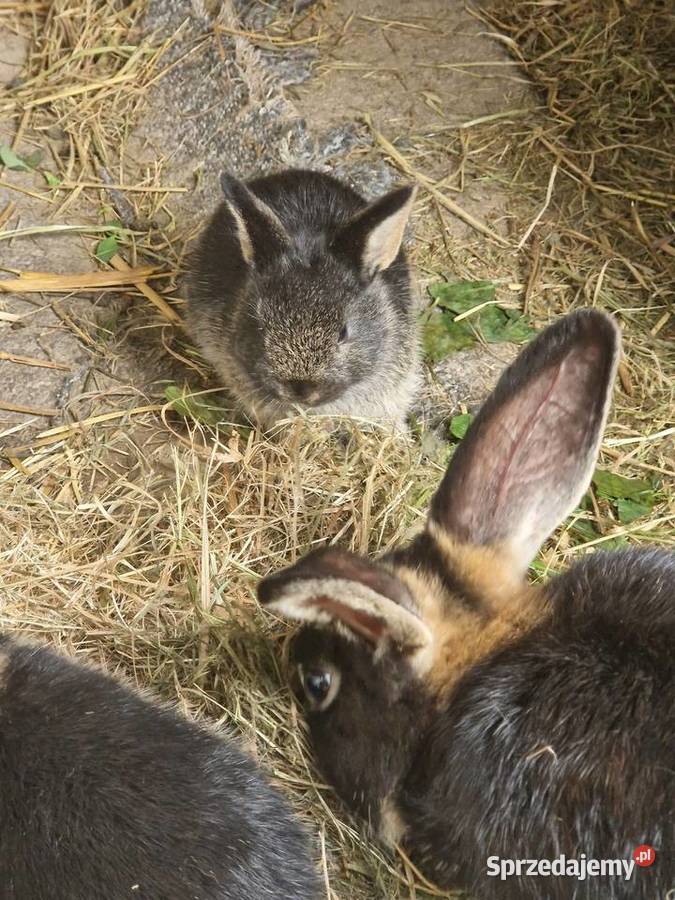 Kroliczek miniaturka Króliki Kraków