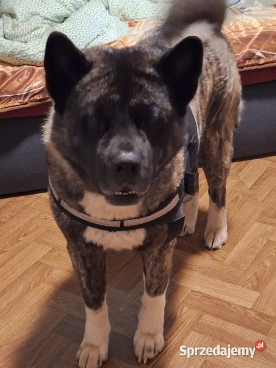 Akita Amerykańska Samiec reproduktor 5lat Wodzisław Śląski sprzedam