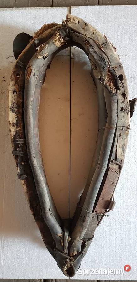 Homonto konia Zgorzelec