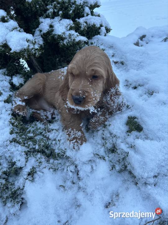 Cocker spaniel angielski łódzkie Celestynów
