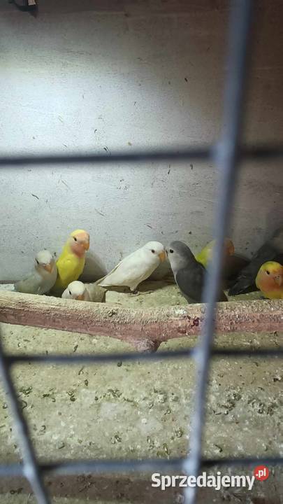 Młode papugi nierozłączki Liszki