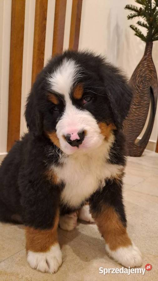 Berneński Pies Pasterski z rodowodem Wieluń sprzedam