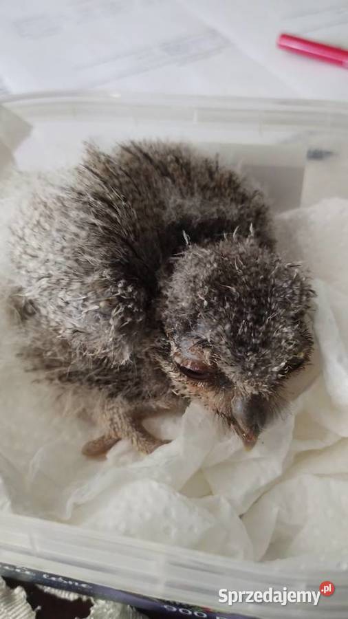 Szlarogłówka Północna Ptilopsis Leucotis Ostrów Wielkopolski