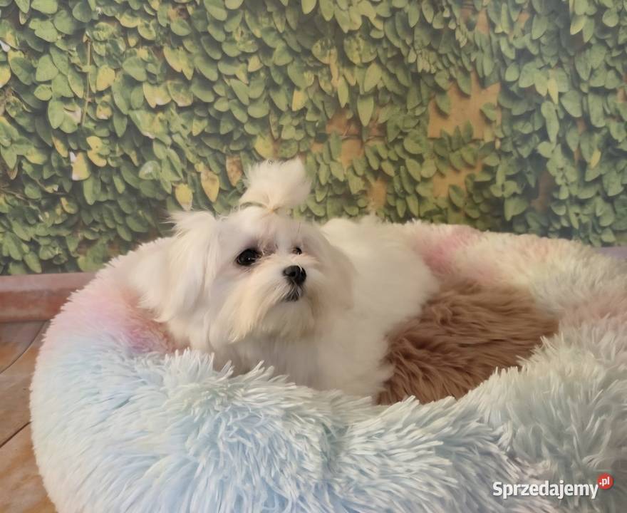 Suczka Maltańczyk z rodowodem FCI Chełm