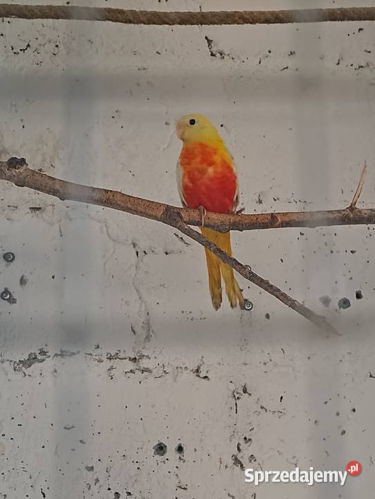 Łąkówka turkusowa samica Brzeziny sprzedam