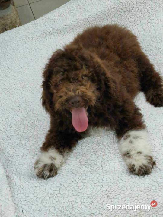 Lagotto Romagnolo ZKwPFCI Jakubowice Konińskie sprzedam