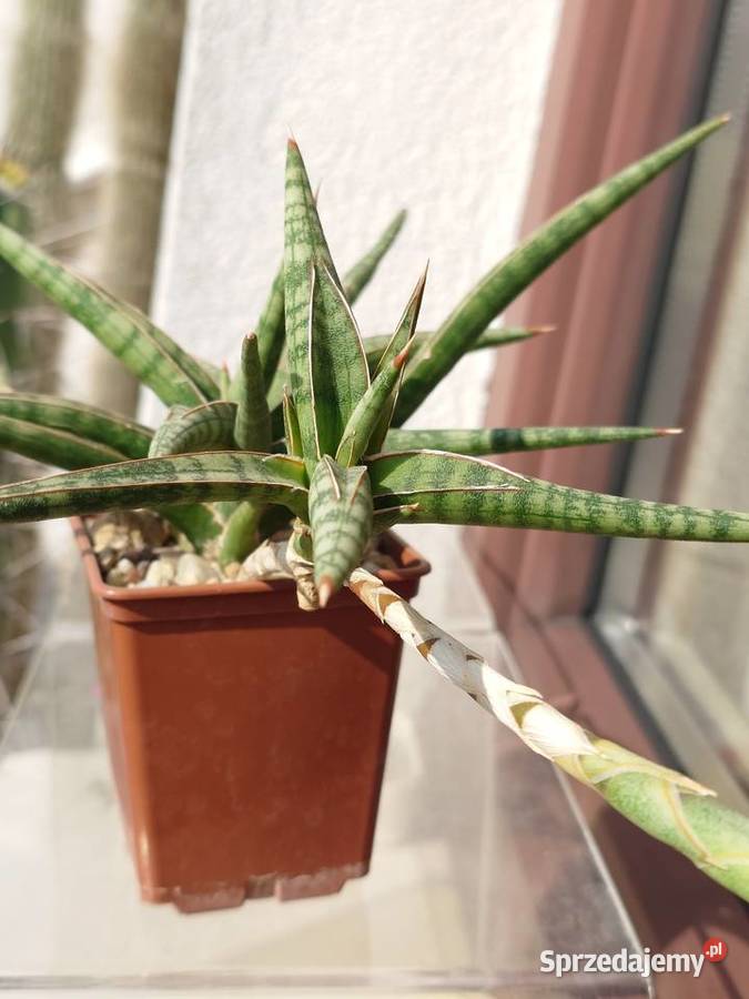 Sansevieria ballyi odrost z rozłogiem karłowata mazowieckie Warszawa