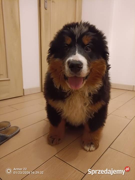 Piesek Berneński Pasterski