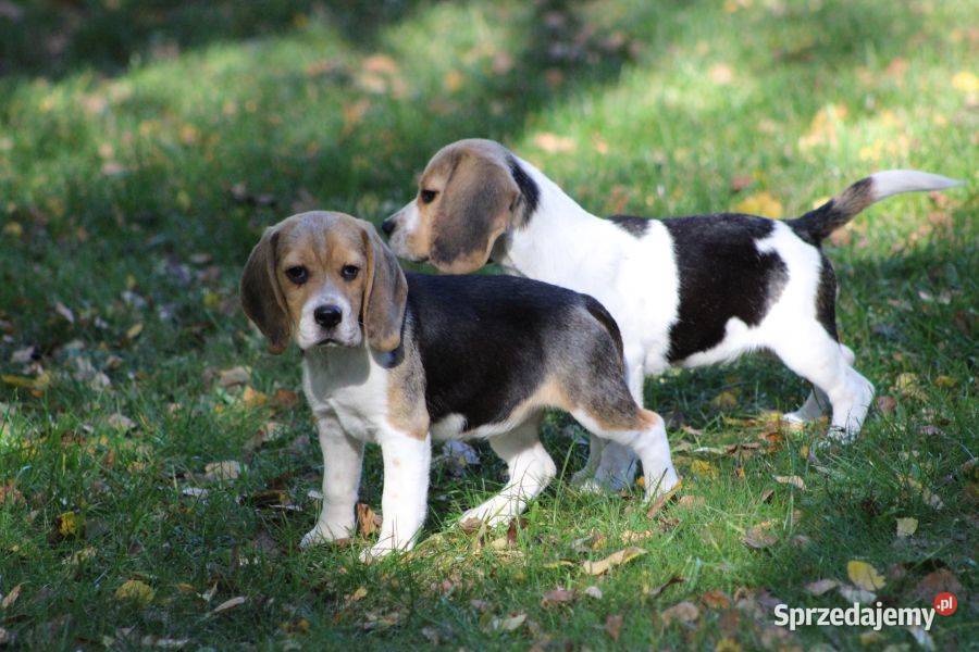 Beagle Panny do wzięcia ZKwPFCI Champione Polski Aleksandria sprzedam