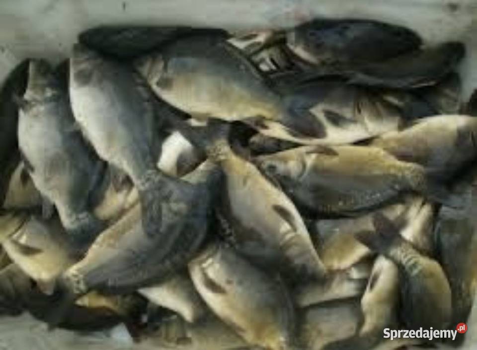 Karp Handlowy na łowiska Zwierzęta Leszno sprzedam